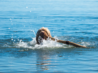 Cute Puppy with Big Stick Swimming in Lake