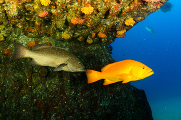 Fototapeta premium grouper, sea of cortez