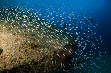 Fototapeta premium Cabo pulmo reef fishes.