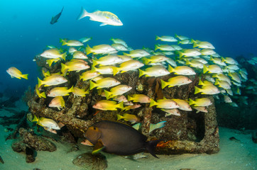 Fototapeta premium Grunts and snappers, Cabo pulmo.