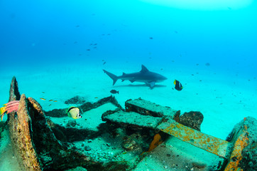 Fototapeta premium bull shark, sea of cortez