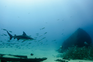 Fototapeta na wymiar Cabo Pulmo Bull shark