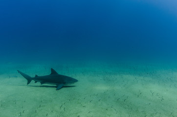 Fototapeta premium Cabo Pulmo Bull shark