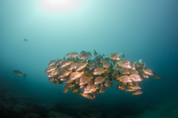 Fototapeta premium grunts and snappers from the sea of cortez