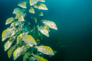 Fototapeta premium grunts and snappers from the sea of cortez
