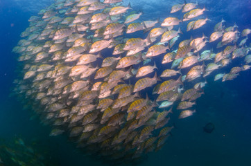 Fototapeta na wymiar grunts and snappers from the sea of cortez
