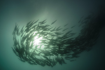 Fototapeta premium trevally school, cabo pulmo