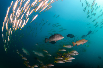 Fototapeta na wymiar grouper, sea of cortez