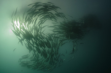 Fototapeta premium trevally school, cabo pulmo