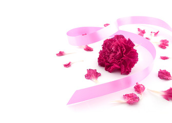 Flower, pink carnation with pink ribbon on white background