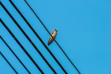 Birds on cable wire