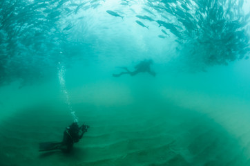 Fototapeta premium trevally school, cabo pulmo