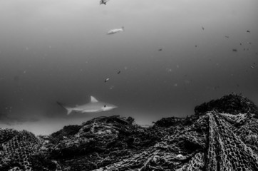 Fototapeta premium Cabo Pulmo Bull shark