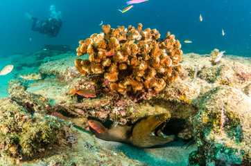 Fototapeta premium cabo pulmo reef