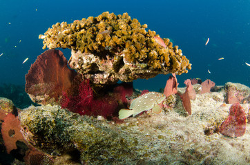 Fototapeta premium cabo pulmo reef