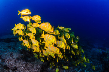 Fototapeta premium Grunts and snappers, Cabo pulmo.