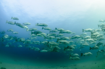 Fototapeta premium grunts and snappers from the sea of cortez