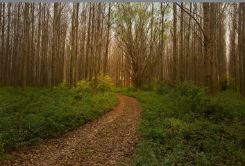 Obraz premium Autumn Bypath Through Forest