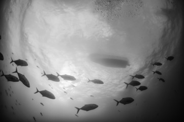 Fototapeta premium Cabo pulmo silver fish