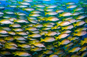 Fototapeta premium Grunts and snappers, Cabo pulmo.