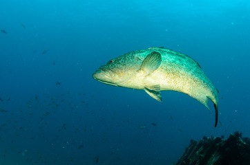 Fototapeta premium grouper, sea of cortez
