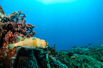 Fototapeta premium cabo pulmo reef