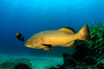 Fototapeta premium grouper, sea of cortez