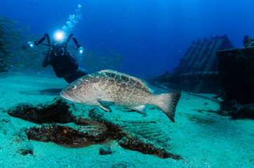 Fototapeta premium grouper, sea of cortez
