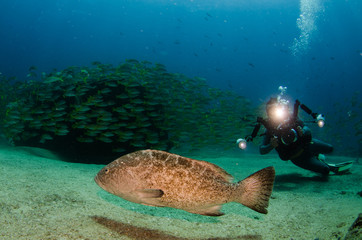 Fototapeta premium grouper, sea of cortez