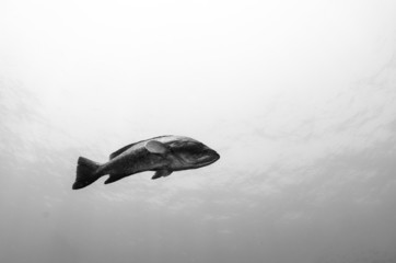 Fototapeta premium grouper, sea of cortez