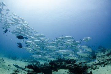Fototapeta premium Cabo pulmo silver fish