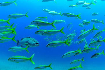 Cabo pulmo reef fishes.