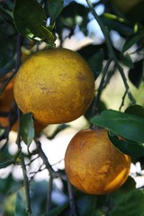 Oranges growing on a citrus tree in Florida