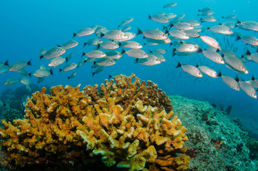 Fototapeta premium cabo pulmo reef