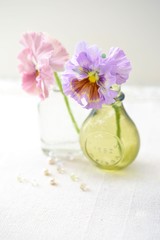 フリルパンジー２輪