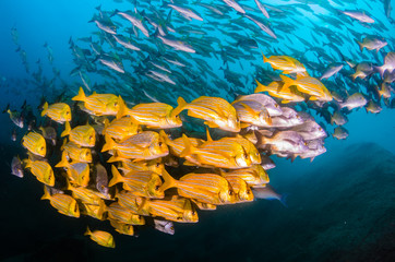 Fototapeta premium Grunts and snappers, Cabo pulmo.
