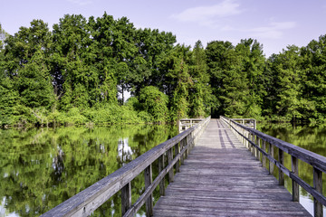 Fototapeta premium Water and forest in Alabama with a foot bridge