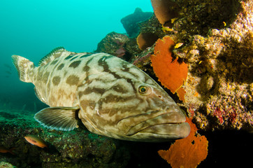 Fototapeta premium grouper, sea of cortez