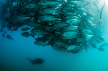 trevally school from the sea of cortez