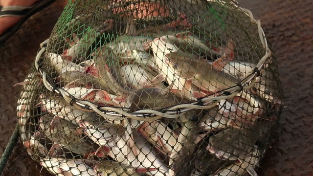 Catfish fish in Fishing cage