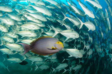 Fototapeta premium surgeonfish,sea of cortez