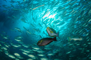 Fototapeta premium surgeonfish,sea of cortez