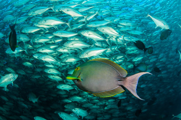 Fototapeta premium surgeonfish,sea of cortez