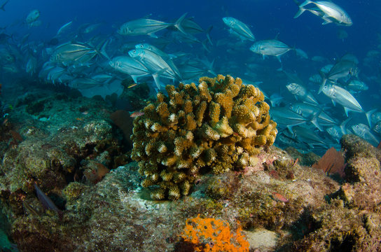 cabo pulmo reefs