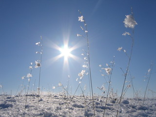 Plants in the Arctic