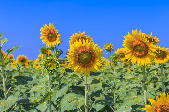 Beautiful sunflowers in the field over blue sky.