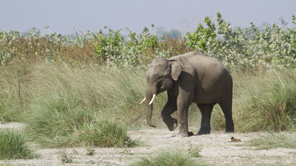 Asian elephant in Bardia, Nepal