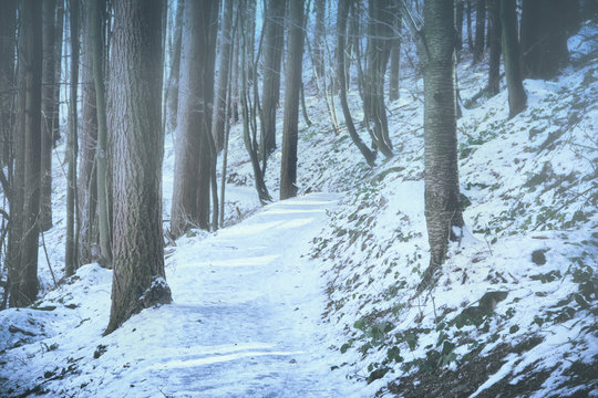 Winter Forest Path