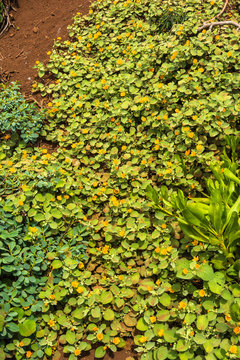 Ilima, the Hawaiian Native Plants