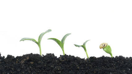 Growing plant